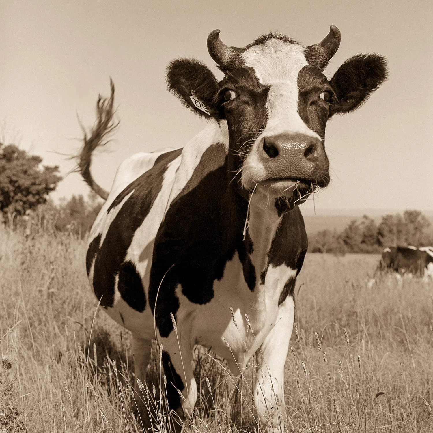 VAL SHAFF - Crazy Cow as stretched canvas or pigment print on